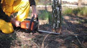 Best Emergency Tree Removal  in Boronda, CA