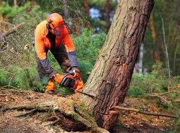 How Our Tree Care Process Works  in  Boronda, CA