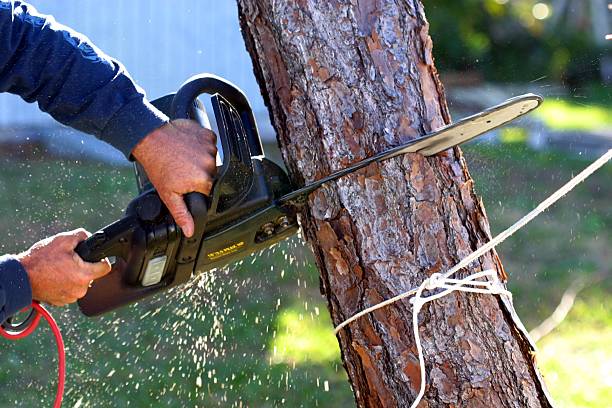 Best Storm Damage Tree Cleanup  in Boronda, CA