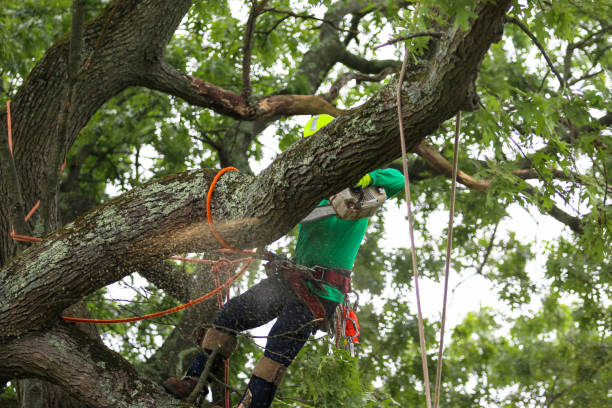 Trusted Boronda, CA Tree Care Experts