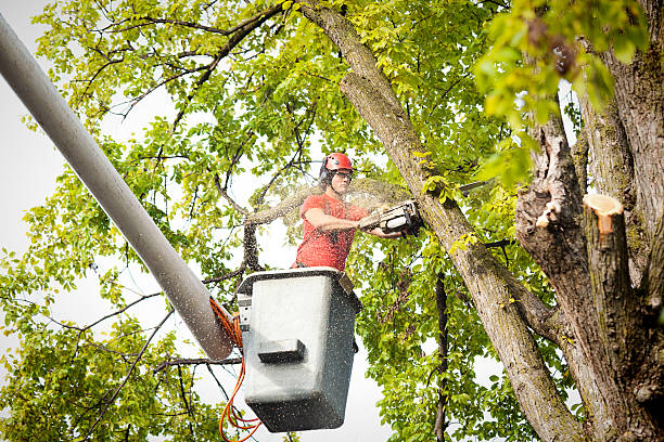 Best Tree Health Inspection  in Boronda, CA