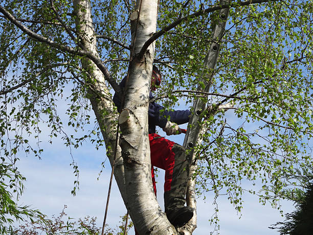 Best Tree Maintenance Programs  in Boronda, CA