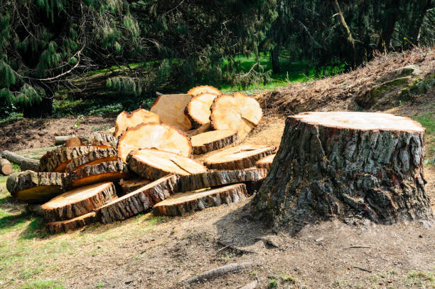 Professional Tree Care in Boronda, CA